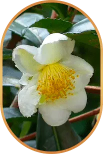 Liv Pure Camellia Sinensis natural ingredients